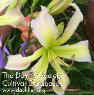 Daylily Men in Tights